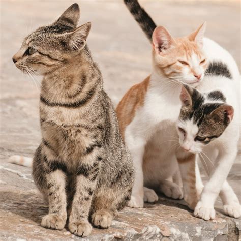 Trap-Neuter-Release Program (TNR) | City of Ontario, California
