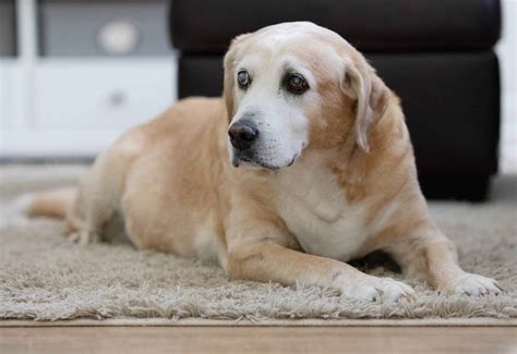 How To Deal With Putting A Dog Down