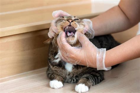 猫の『口内炎』は不治の病！4つの症状と対処法 | ねこちゃんホンポ