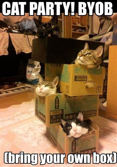 Box Party BYOB | Cats | Know Your Meme