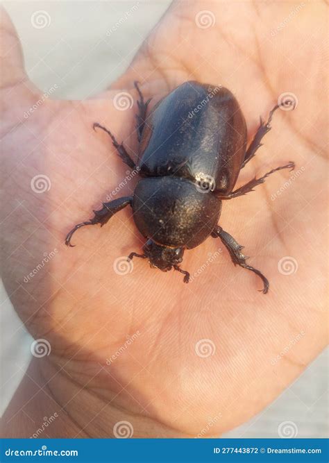 A Bugs Insect in My Hands Bigblack Stock Photo - Image of arthropod