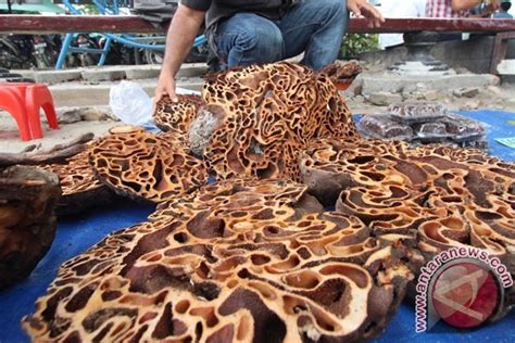 sarang semut antara news kalimantan barat