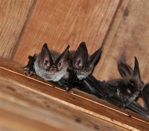 Bats and Building Houses: What You Need to Know - Brighton Journal