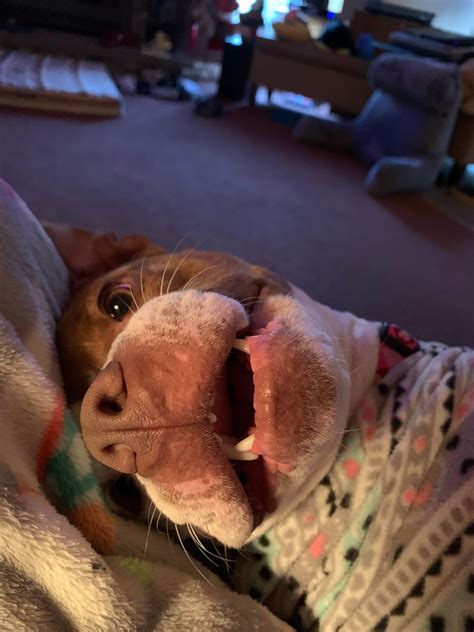 Pitties are my absolute favorite dogs, but I hadn’t had the pleasure to