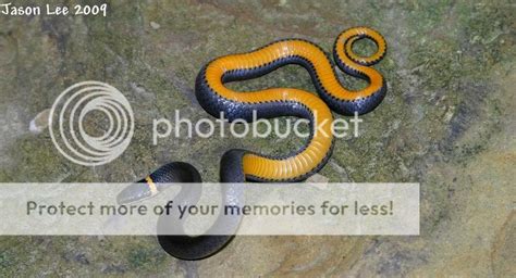 Ring Neck Snake & Northern Copperheads in Southern Indiana > General ...