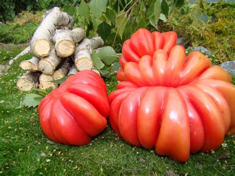 Семена томата Грибное лукошко, купить за 15.00 грн. :: Rastim