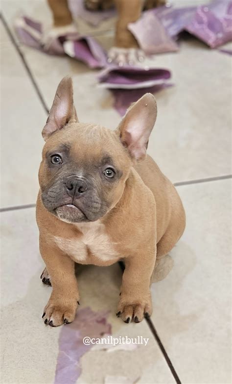 Filhotes de Pit bull Monster e American Bully - Canil PITBULLY