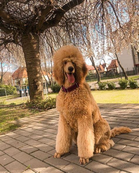 giant poodle  sale