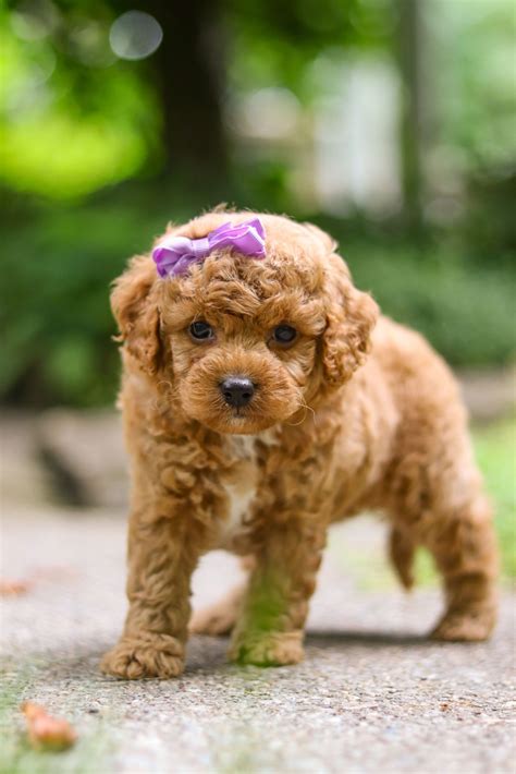 Hazel – Dream Tree Puppies