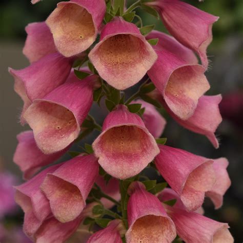 Digitalis Arctic Fox Rose liners from Emerald Coast Growers