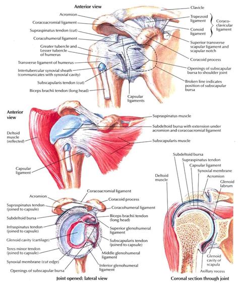 Shoulder joint anatomy | Download Scientific Diagram