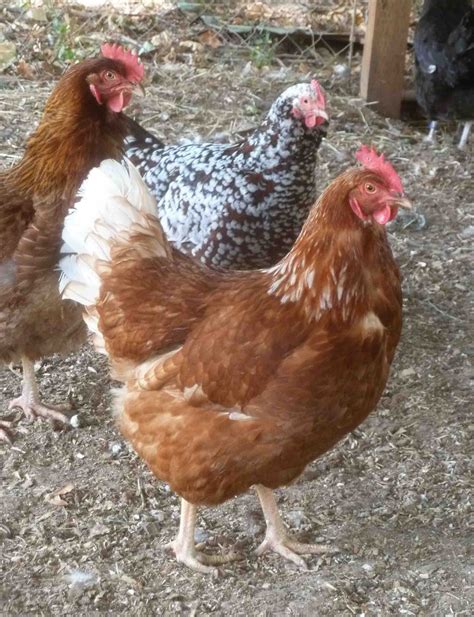 Boulderneigh: Foul and fowl