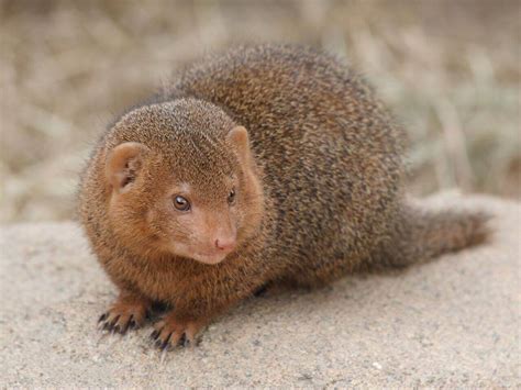 The 10 most aggressive animals in the world