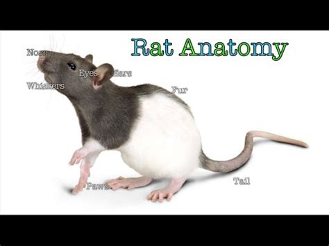 Rat Anatomy - YouTube
