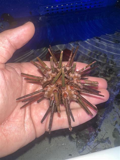 pencil urchin 6