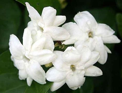 Philippines, My country: The Philippine National Flower