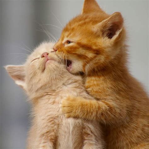 El vídeo y las fotos más adorables de gatitos que verás hoy