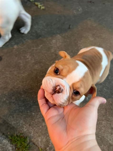 NeXt Level American Bulldogs | Galt CA