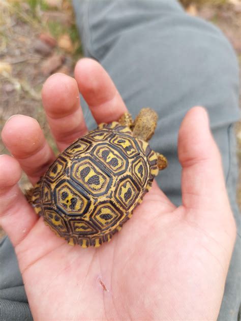 How to clean a tortoise? His belly looks like this. Tried warm baths
