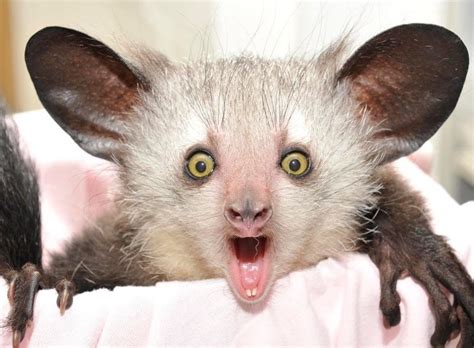 rarest animals   world  facts