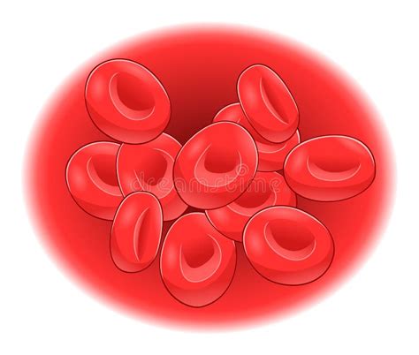 Eritrociti illustrazione vettoriale. Illustrazione di cardiovascolare ...