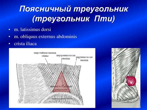 Мышцы, фасции и топография туловища в функциональном и клиническом ...