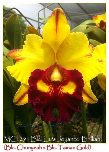 Blc. Liu's Joyance 'Brilliant' (Blc. Chunyeah x Blc. Tainan Gold ...