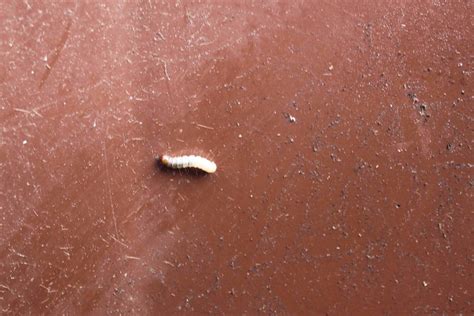 white bugsworms  mulch