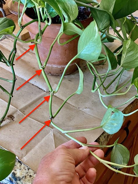 How to propagate pothos – Artofit