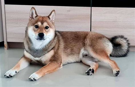 shiba color rshiba