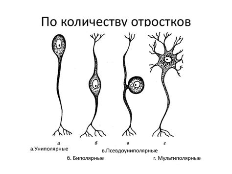 Нейрон и нейроглия. Их виды - презентация онлайн