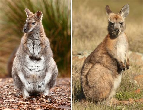 wallabies  wallaroos similarities hopping strong animalpages