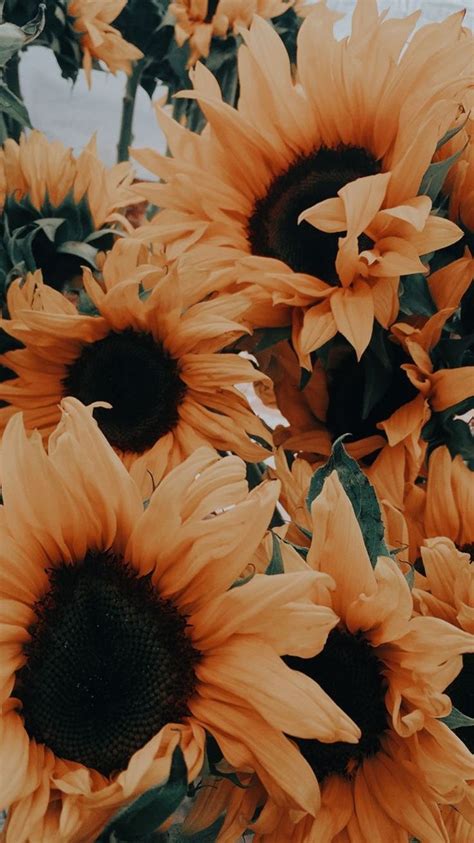 Aesthetic Sunflower Pictures Wallpapers - Wallpaper Cave