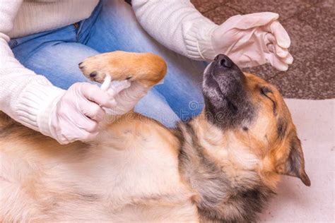 A Veterinarian Imposes Bandage a Dog on a Wounded Paw _ Stock Photo ...