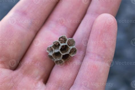 Small wasp nest found in a car interior, vespula 48036005 Stock Photo
