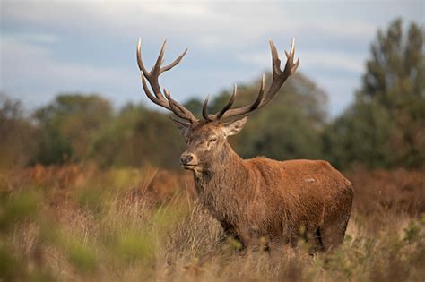rusa merah tumbuh penuh rusa merah rusa foto stok  gambar