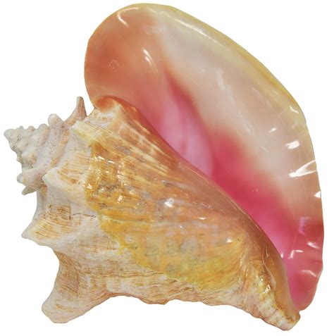 Queen Conch | ubicaciondepersonas.cdmx.gob.mx
