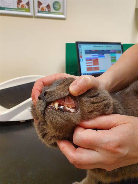 Dog Cat Dental Care at Monte Stock blog