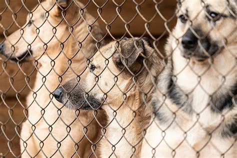 Abandoned Dogs Seek Refuge At Homeless Dog Shelter Photo Background And ...