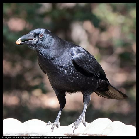 2017oct12_corvus_IMG_7002c
