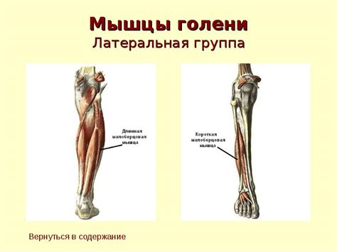 muscle system - презентация, доклад, проект скачать