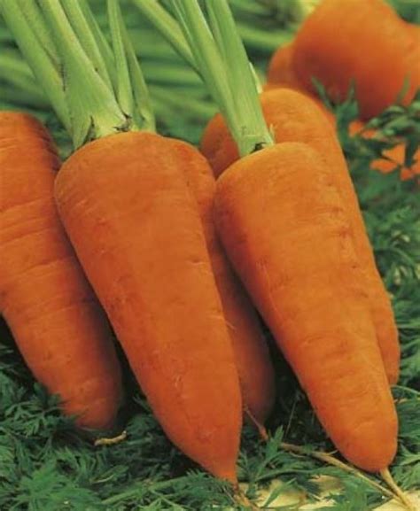 carrot chantenay red cored   garden feast