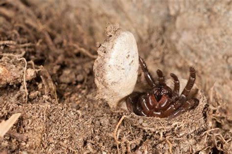 Trapdoor spider | Description, Taxonomy, Examples, Burrowing, Bite ...