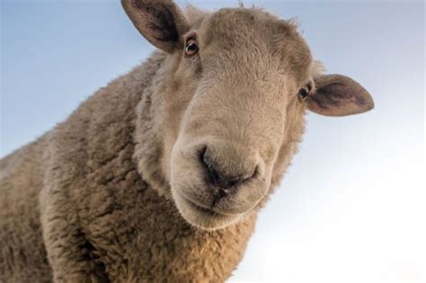 Bolesti – Veterinarska Stanica Rudić