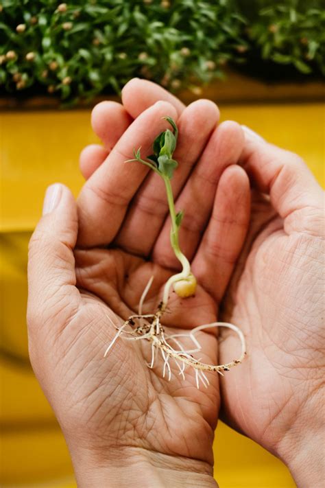 Radish Growth Stages & Timelines (With Pictures) | TheGrow | Growing