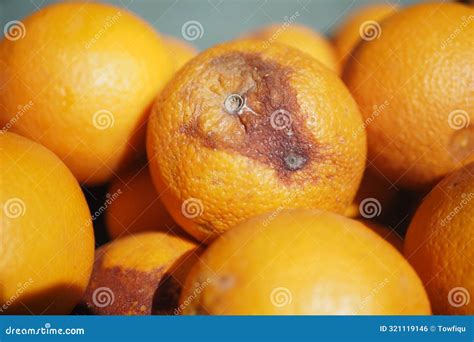 rotten orange moldy orange  table stock photo image  waste