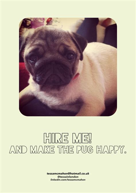 If you give me a job then this pug (called Gilbert) will be very happy