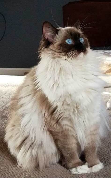 ragdoll cat fluffy feline  blue eyes