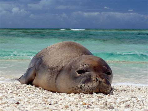 Hawaiian Monk Seal - Natural History on the Net
