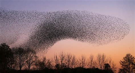 swarming animals   humans  ai   decisions